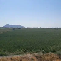 اجاره زمین کشاورزی جاده کلانتری