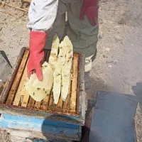 عسل صدرصد طعبیی کوهستان|خوردنی و آشامیدنی|تهران, ترمینال غرب|دیوار