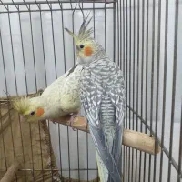 عروس هلندی گلباقالی ۲ عدد|پرنده|رباط‌کریم, آدران|دیوار