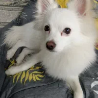 پامر روباهی|سگ|شهریار, شهریار|دیوار