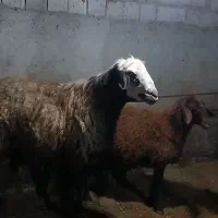 قوچ دامازدخ