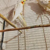 عروس هلندی و طوطی برزیلی