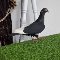 کفتر کبوتر رنگی سار قهره آلمانی