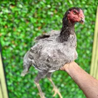 مرغ لاری طوسی پمرغی قورتاج