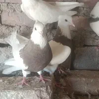جفت طوقی پرشی