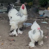 تخم نطفه دار برهما لایت اصیل و بلک