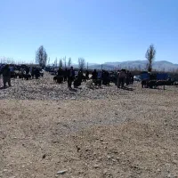 گمشده بره ماده بازار محموداباد