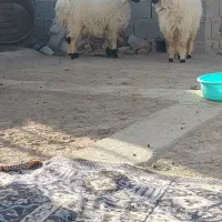 دو بره نر و ماده