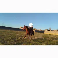 اسب نریان نژاد کرد ۴ سال|اسب و تجهیزات اسب‌سواری|بهار, |دیوار