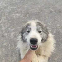 سگ سامویید|سگ|اصفهان, کوی امیریه|دیوار