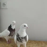 طوقی|پرنده|کبودرآهنگ, |دیوار