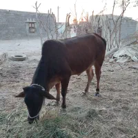 فروش گاو چاق ماده جوان