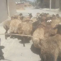 ۳۰راس میش زاییده وابستن سنگین