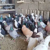 شهری پلاکی بهبونی دسته اولی