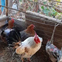 ۱۲ عدد مرغ و خروس|حیوانات مزرعه|کرمان, |دیوار