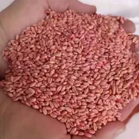 بذرگندم اصلاح شده