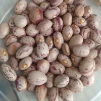 لوبیا چیتی امسال