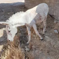حیوانات، الاغ