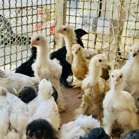 جوجه برهما سبرایت قوغاز کوشین لهستانی پولندو فرفری