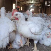 مرغ گوشتی ارگانیک