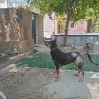 سگ دوبرمن / آمریکایی /شناسنامه دار