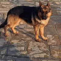 سگ ژرمن|سگ|نوشین شهر, |دیوار