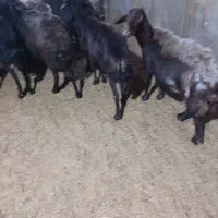 میش افشار