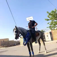اسب نریان