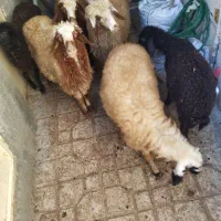 6عددبره ماده جفتی 22 ملیون مقتوع|حیوانات مزرعه|مریوان, |دیوار