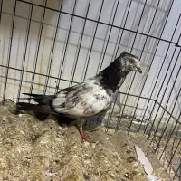 کبوتر پرشی کاکلی|پرنده|ساری, |دیوار