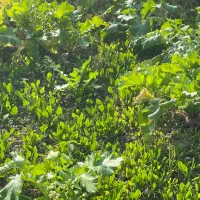 فروش چغندر|خوردنی و آشامیدنی|سرخرود, |دیوار