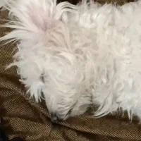 این سگ را دزدیدن اسمش برفیه