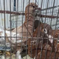 3عدد کارل میوملنز سرخ وزرد