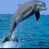 تور هوایی کیش //  حرکت همه روزه