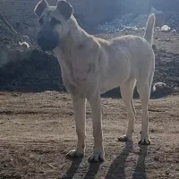 واگذاری ماده سرابی 7ماهه