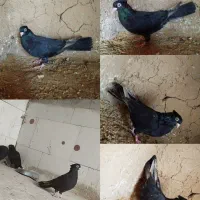 کفتر رنگی|پرنده|یزد, |دیوار