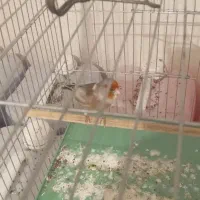 سهره قناری نر سالم