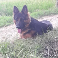 گمشده|سگ|فریدونکنار, |دیوار