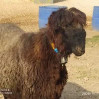 بره کری تخمی|حیوانات مزرعه|مسجد سلیمان, |دیوار