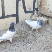 نرو ماده تک پر ساعتی|پرنده|شیراز, کاراندیش|دیوار