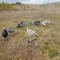 بوقلمون|حیوانات مزرعه|بروجرد, |دیوار