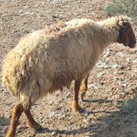 حمیدیه|حیوانات مزرعه|حمیدیه, |دیوار