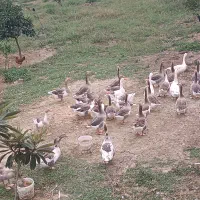 فروش غاز محلی