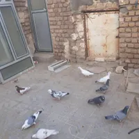 کبوتر|پرنده|گناباد, |دیوار