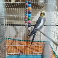 عروس هلندی مولد|پرنده|خمینی‌شهر, |دیوار