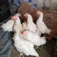 مرغ تخم گذار سالم