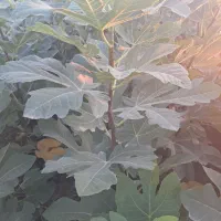 فروش نهال انجیر زعفرانی گلوگاه تضمینی|گل و گیاه طبیعی|گلوگاه, |دیوار