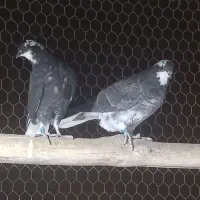 جوجه کبوتر پرشی قاره دم سفید|پرنده|فولادشهر, A1|دیوار