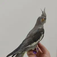 عروس هلندی‌ نر +آموزش‌نگهداری+تاریخ‌تولددقیق