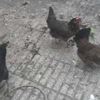 مرغ رسمی جوان تخم کن